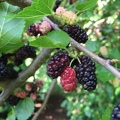 Red Mulberry Seeds - Fruit Plant