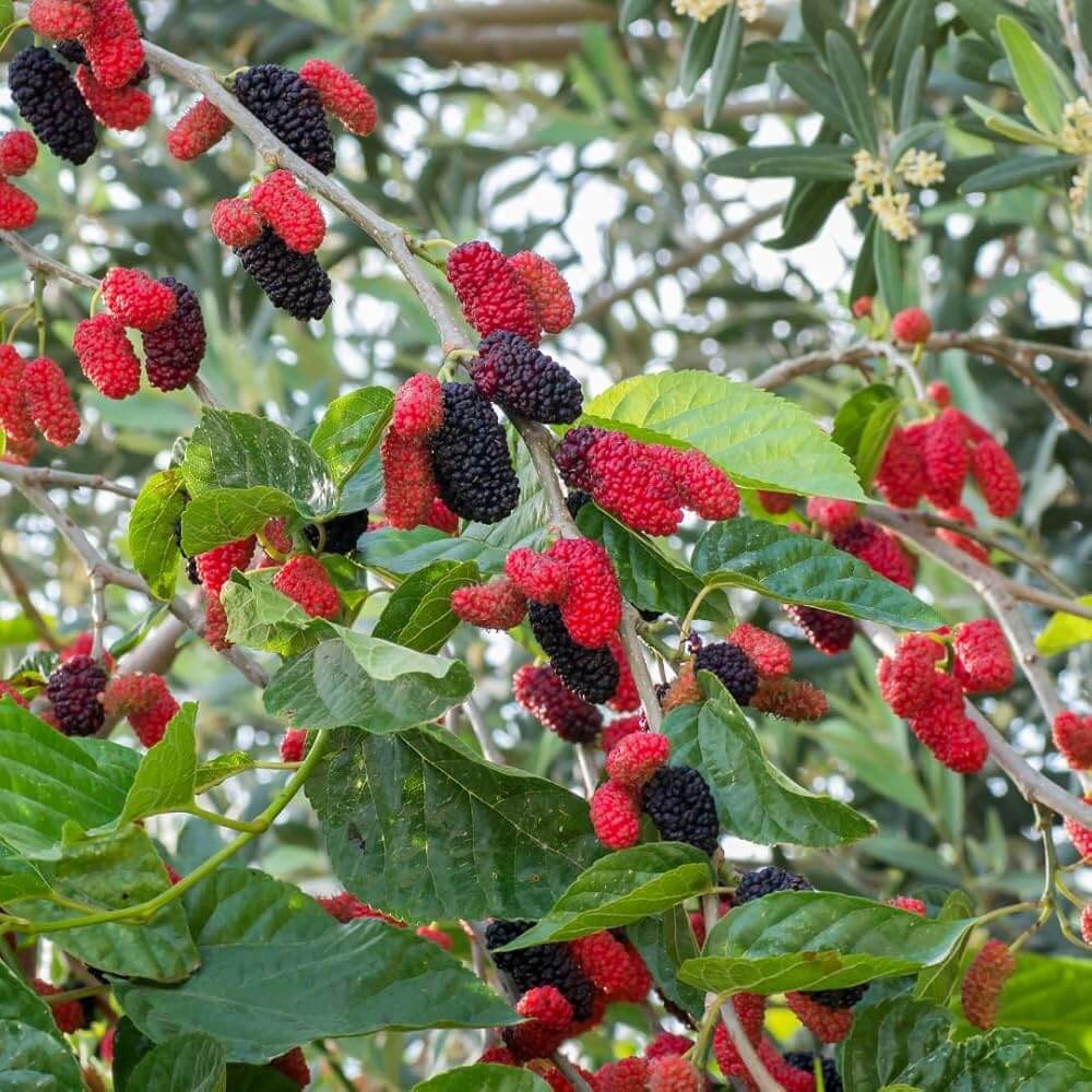 Red Mulberry Seeds - Fruit Plant