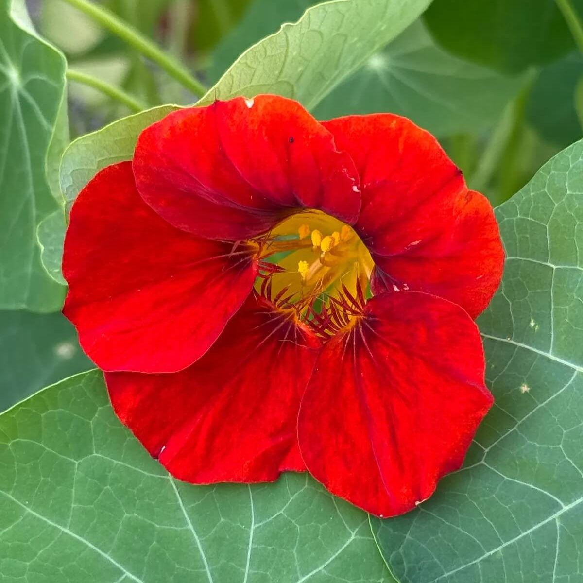 Red Nasturtium Seeds