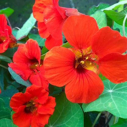 Red Nasturtium Seeds