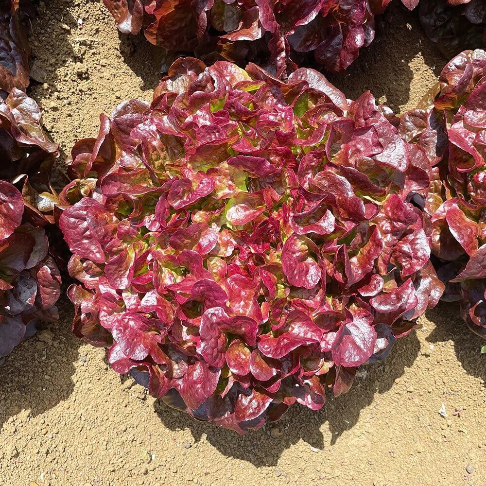 Red Oakleaf Lettuce Seeds 