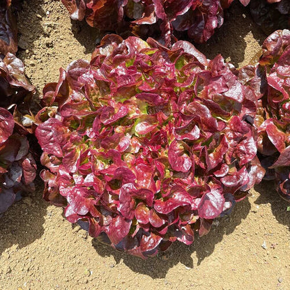 Red Oakleaf Lettuce Seeds 