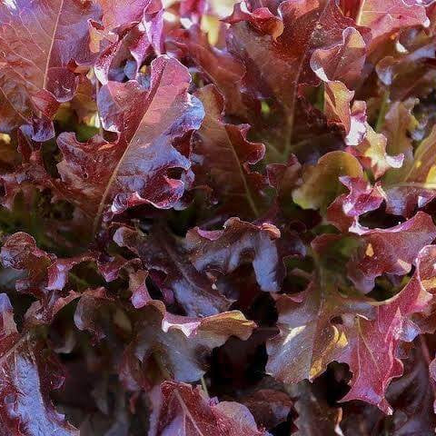 Red Oakleaf Lettuce Seeds 