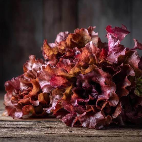 Red Oakleaf Lettuce Seeds 