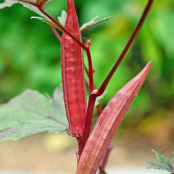 Red Okra Seeds