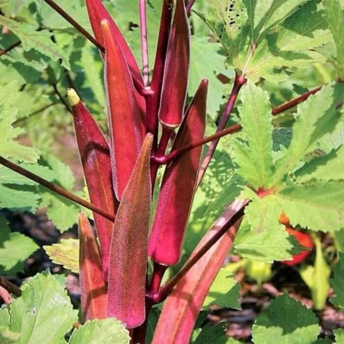 Red Okra Seeds
