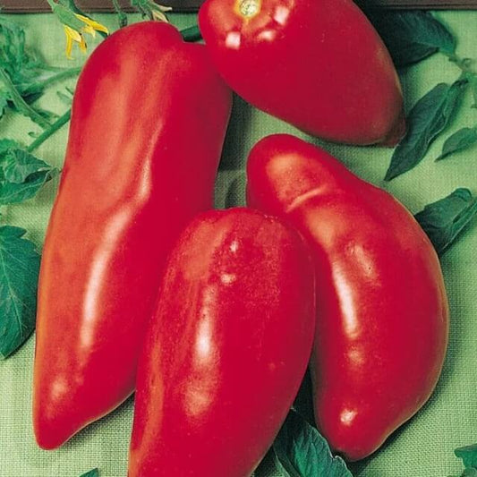 Red Opalka Tomato Seeds - Vegetable Plant