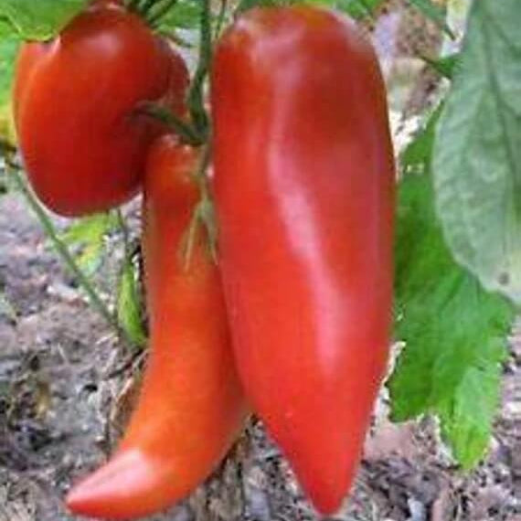 Red Opalka Tomato Seeds - Vegetable Plant