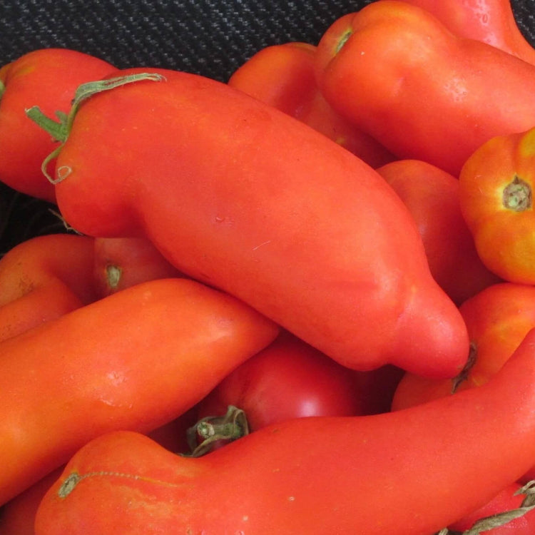 Red Opalka Tomato Seeds - Vegetable Plant