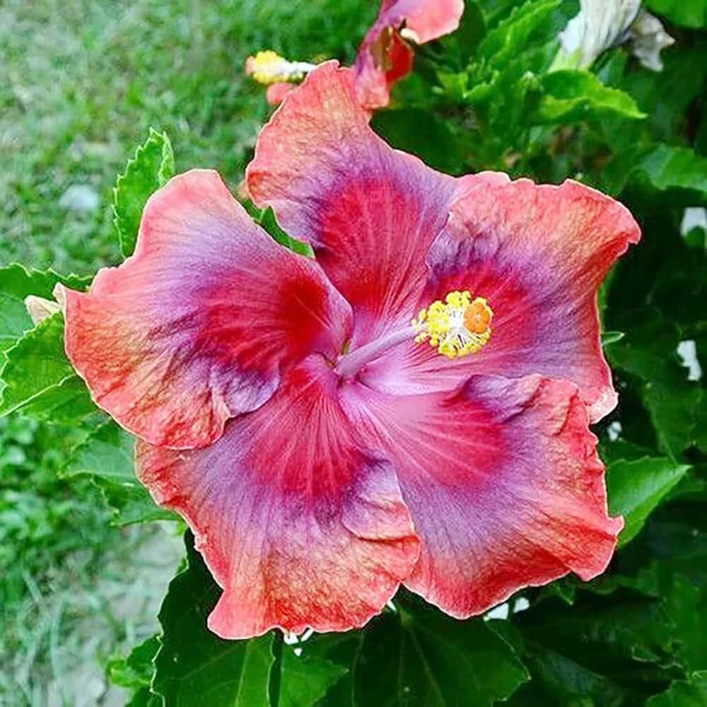 Red Orange Purple Hibiscus Seeds