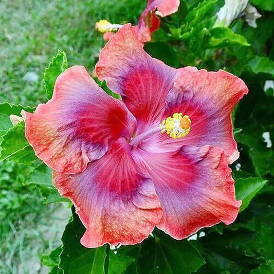 Red Orange Purple Hibiscus Seeds