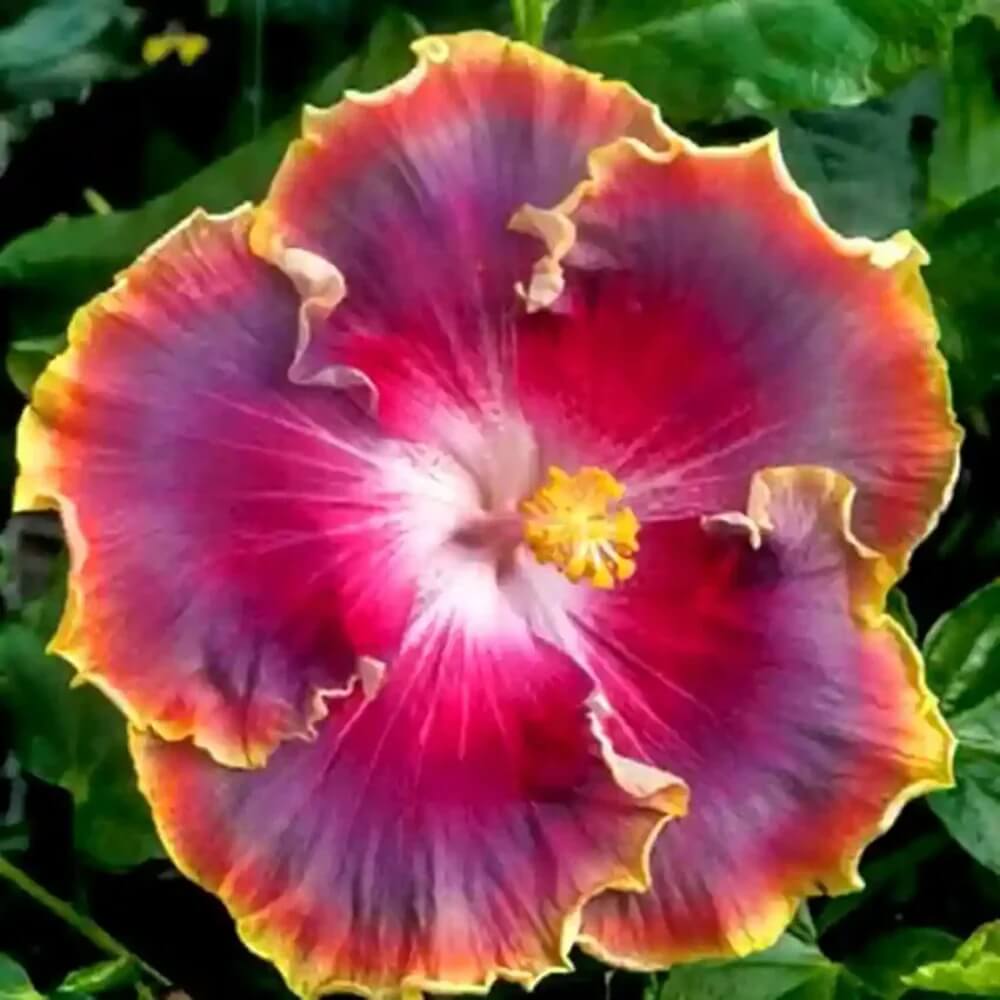 Red Orange Purple Hibiscus Seeds