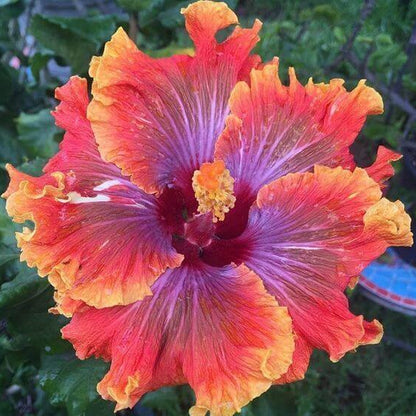 Red Orange Purple Hibiscus Seeds