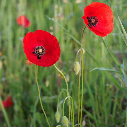 Red Papaver Poppy Seeds