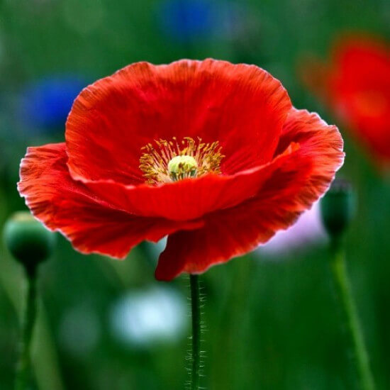 Red Papaver Poppy Seeds