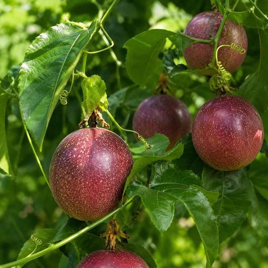 Red Passionfruit Seeds - Fruit Plant Seeds for Home Gardens