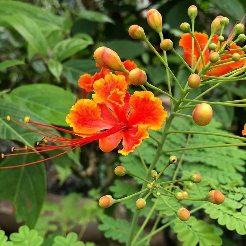 Red Peacock Flower seeds