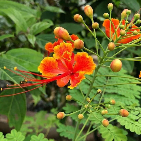 Red Peacock Flower seeds