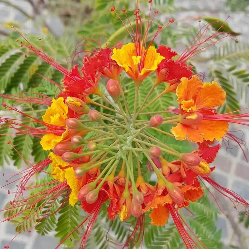 Red Peacock Flower seeds