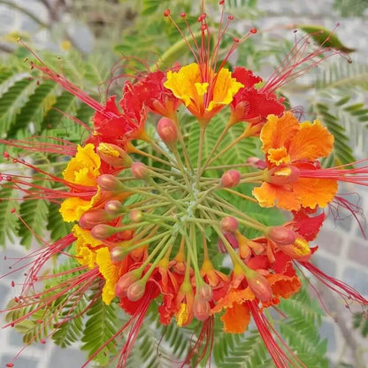 Red Peacock Flower seeds