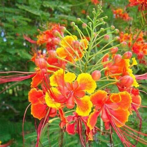 Red Peacock Flower seeds