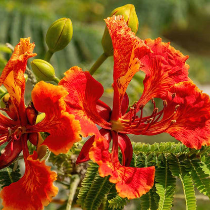 Red Peacock Flower seeds