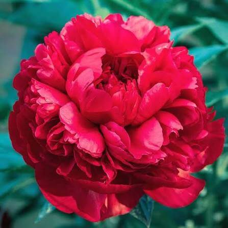 Red Peony Seeds - Heirloom Vegetable Plant for Home Gardens