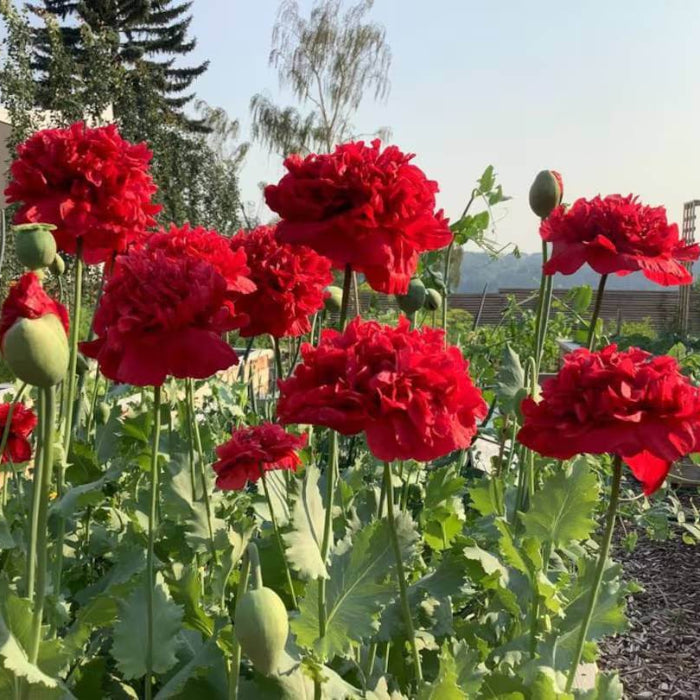 Red Peony Seeds - Heirloom Vegetable Plant for Home Gardens