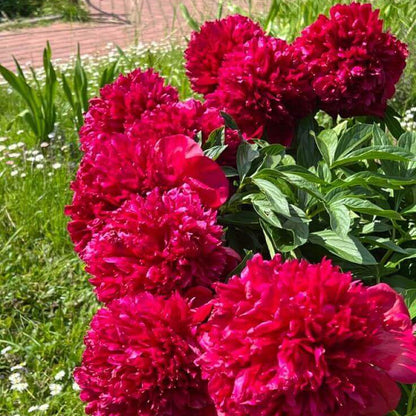 Red Peony Seeds - Heirloom Vegetable Plant for Home Gardens