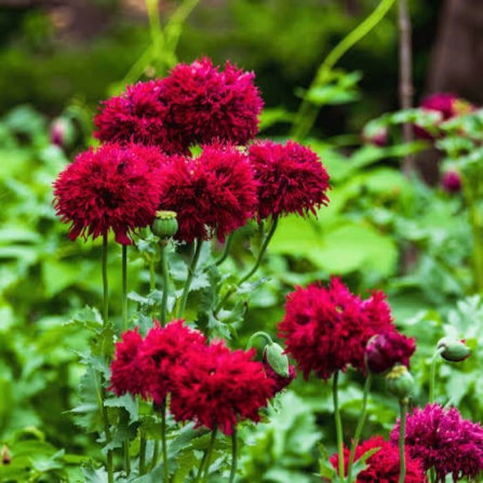 Red Peony Seeds - Heirloom Vegetable Plant for Home Gardens