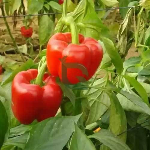 Red Pepper Seeds - Vegetable Plant 