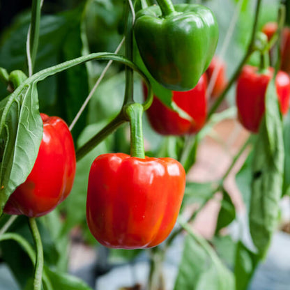 Red Pepper Seeds - Vegetable Plant 