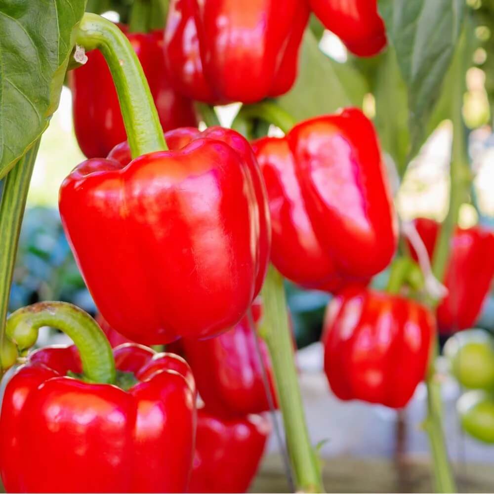 Red Pepper Seeds - Vegetable Plant 