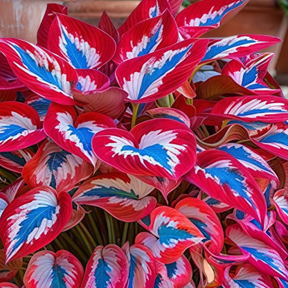 Red Perennial Hosta Seeds