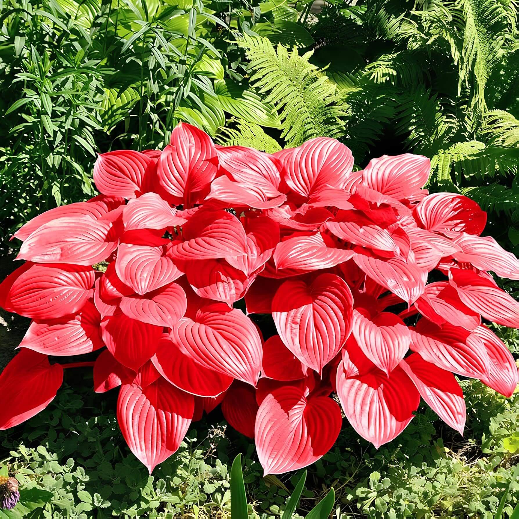 Red Perennial Hosta Seeds