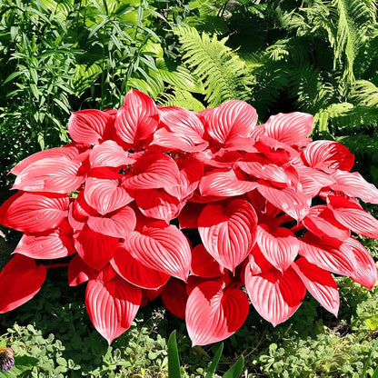 Red Perennial Hosta Seeds