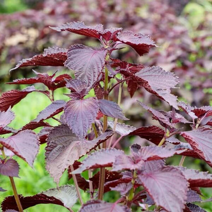 Red Perilla Seeds 