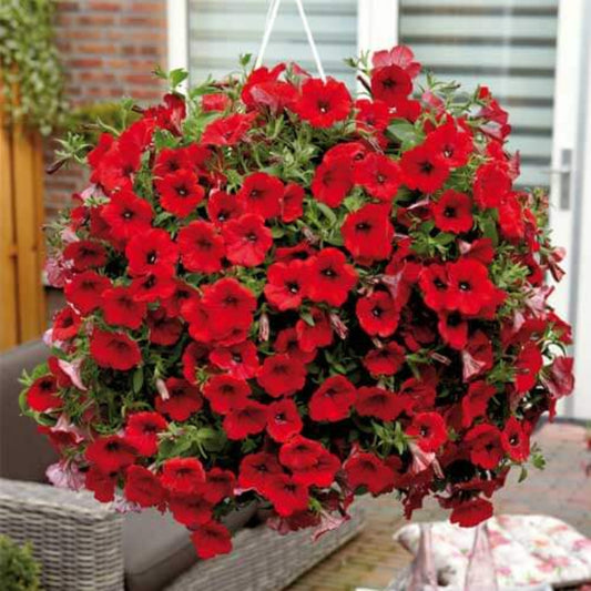 Red Petunia Seeds - Heirloom Flower Plant for Home Gardens