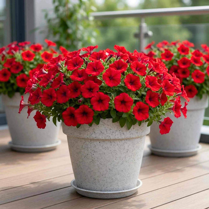 Red Petunia Seeds - Heirloom Flower Plant for Home Gardens