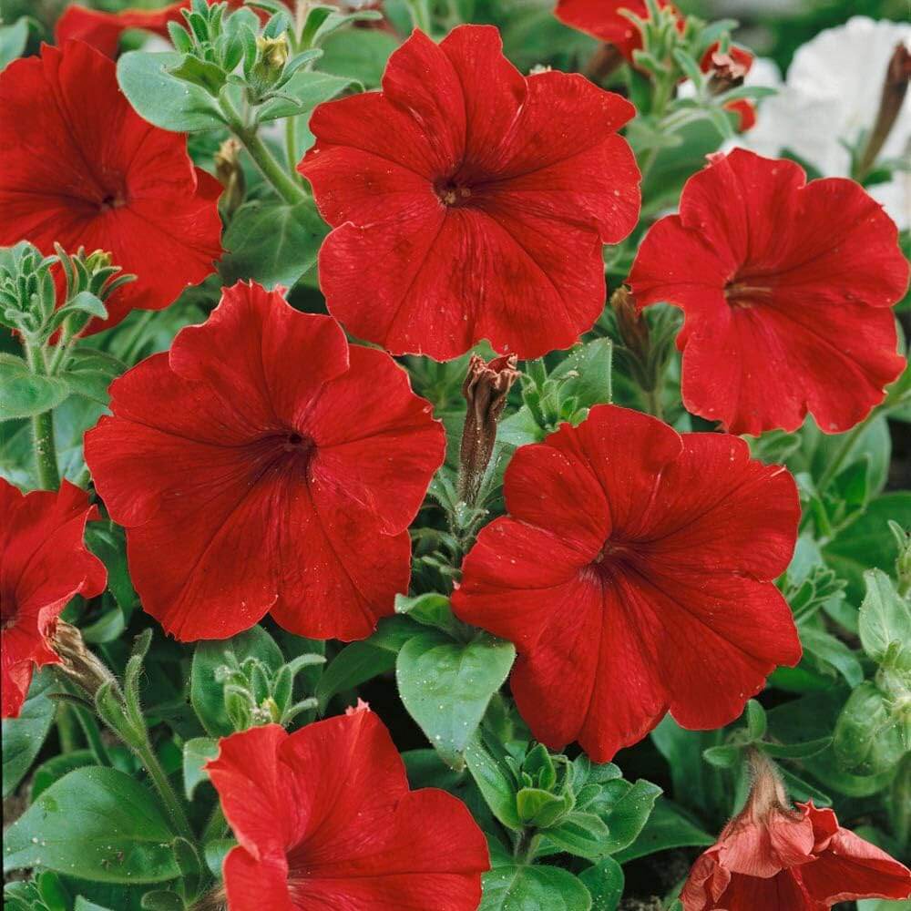 Red Petunia Seeds - Heirloom Flower Plant for Home Gardens