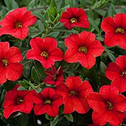 Red Petunia Seeds - Heirloom Flower Plant for Home Gardens