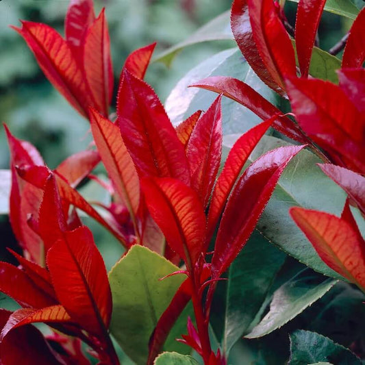 Red Photinia Robin  Seeds