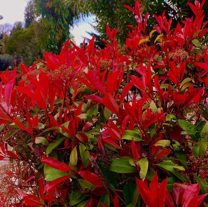 Red Photinia Robin  Seeds