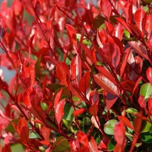 Red Photinia Seeds