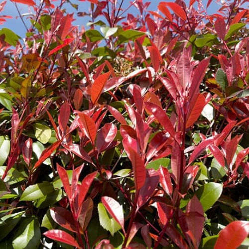 Red Photinia Seeds