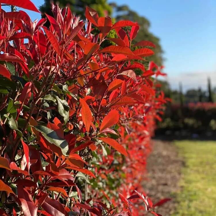 Red Photinia Seeds
