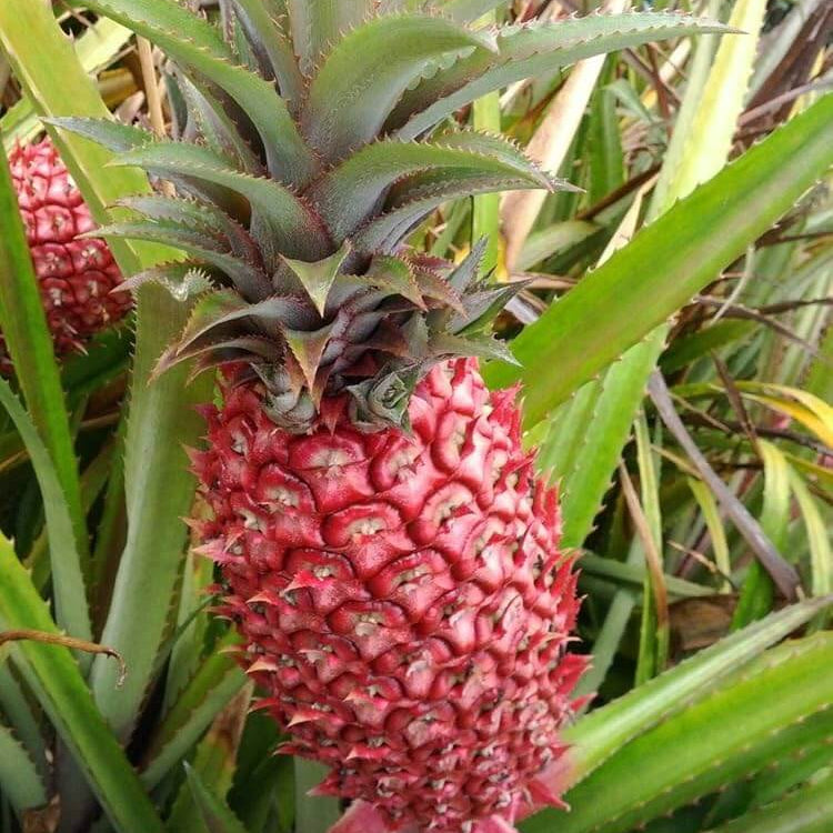 Red Pineapple Seeds 