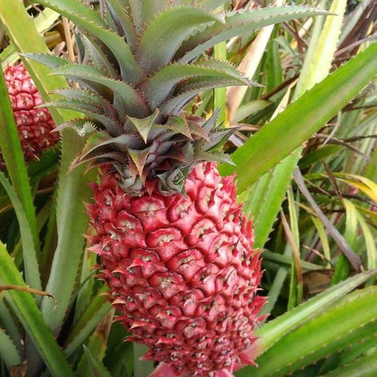 Red Pineapple Seeds 