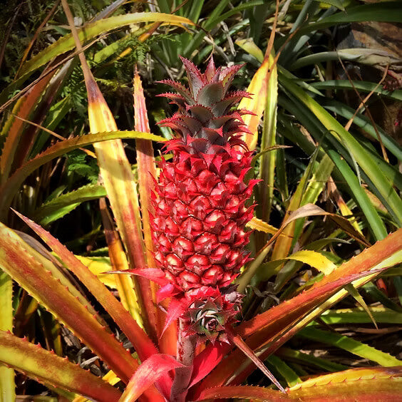 Red Pineapple Seeds 