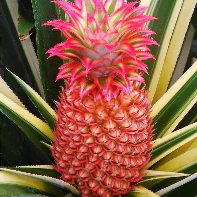 Red Pineapple Seeds 